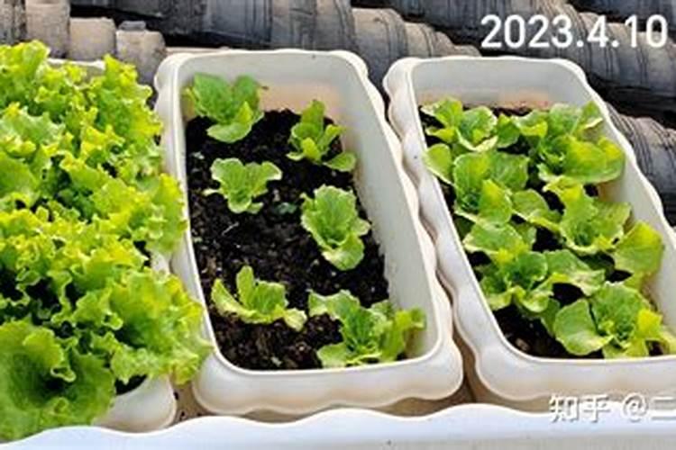 叶面肥什么时间喷好？