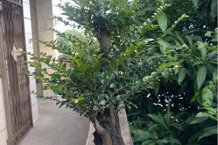 黑骨茶盆栽怎么养 黑骨茶可以压条繁殖吗