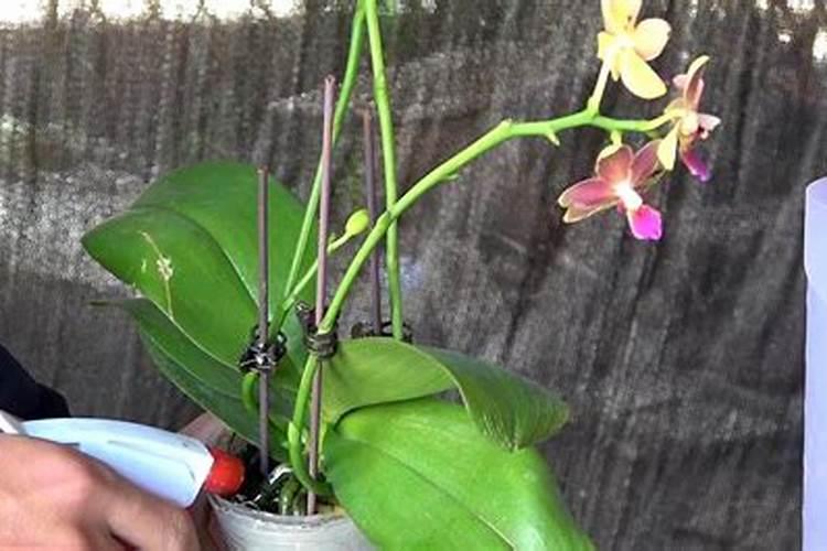 自制生根液最简单方法