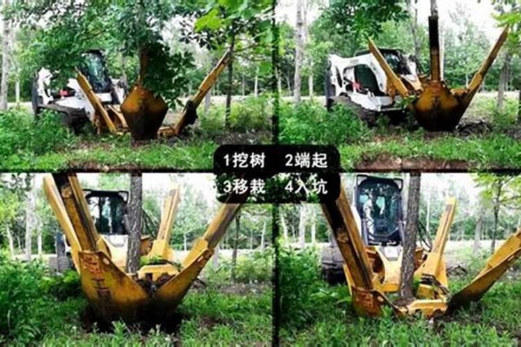 香椿移栽后需要追肥吗？使用什么肥料最好？