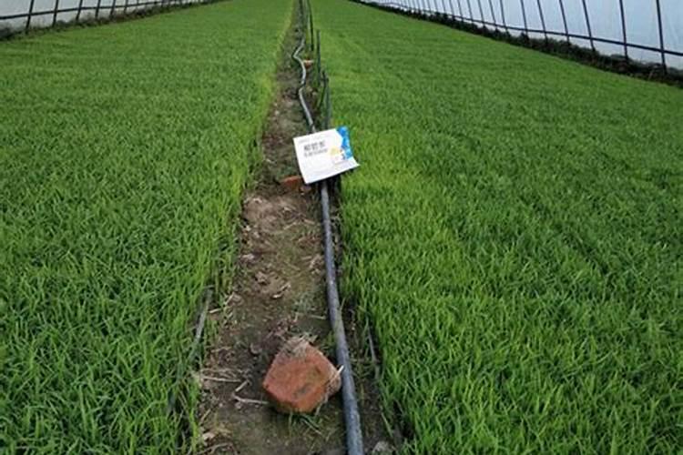 大棚西红柿定植后什么时候开始喷叶面肥？