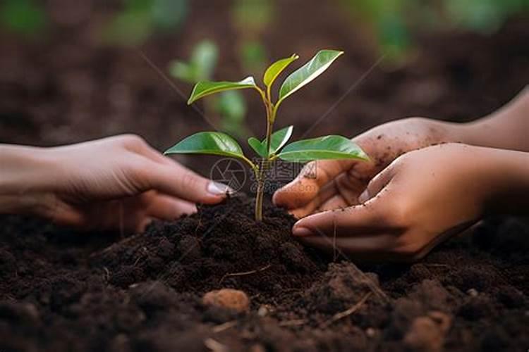 磷肥做底肥会烧根吗