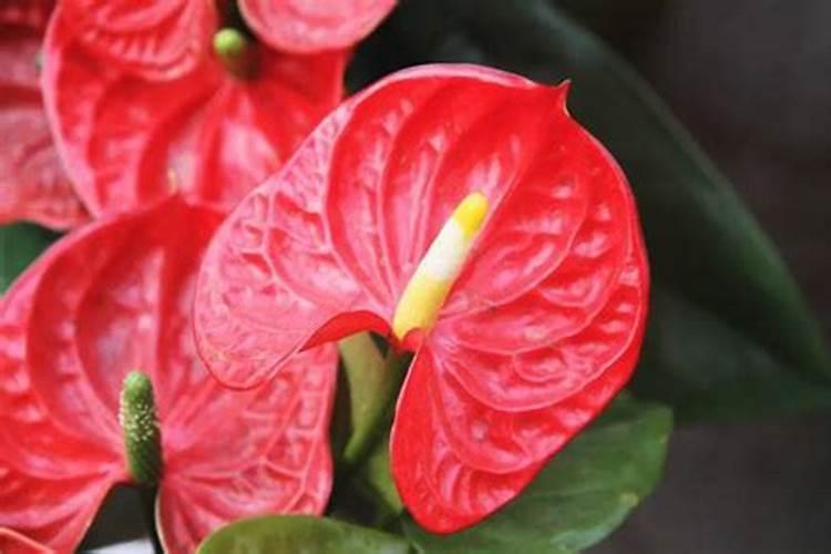 花椒树需要打什么农药