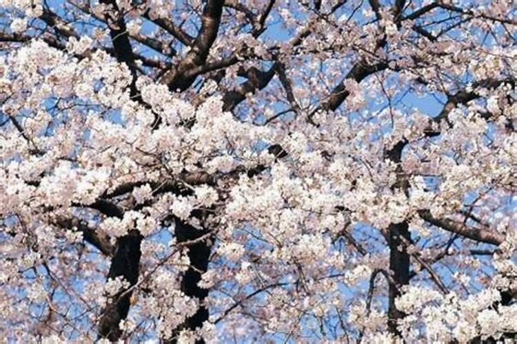 杏树用什么肥料可以增甜？