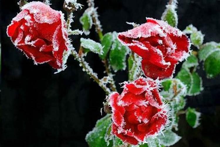 什么是炭疽菌啊？