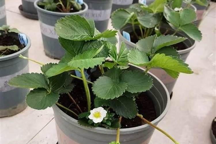 草莓喷什么叶面肥结果多？草莓座果根茎块膨大剂？