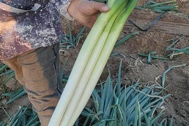 7月份大葱追肥用啥肥好