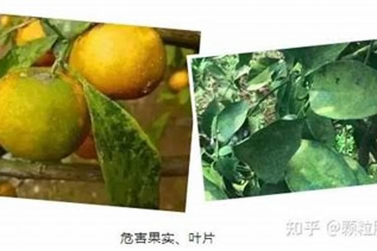 叶面肥也会有“隐性危害”,柑橘上如何科学使用叶面肥？