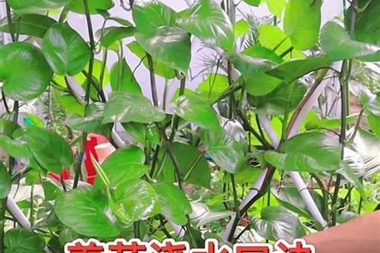 蔷薇花施什么肥最好