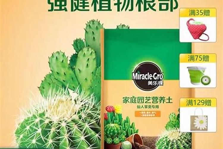 如何养护多肉快速长成大老桩