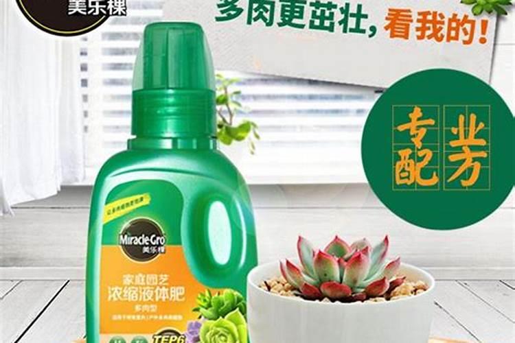 时间是最好的“造型师”:20岁高龄多肉胧月自带霸气,美呆了