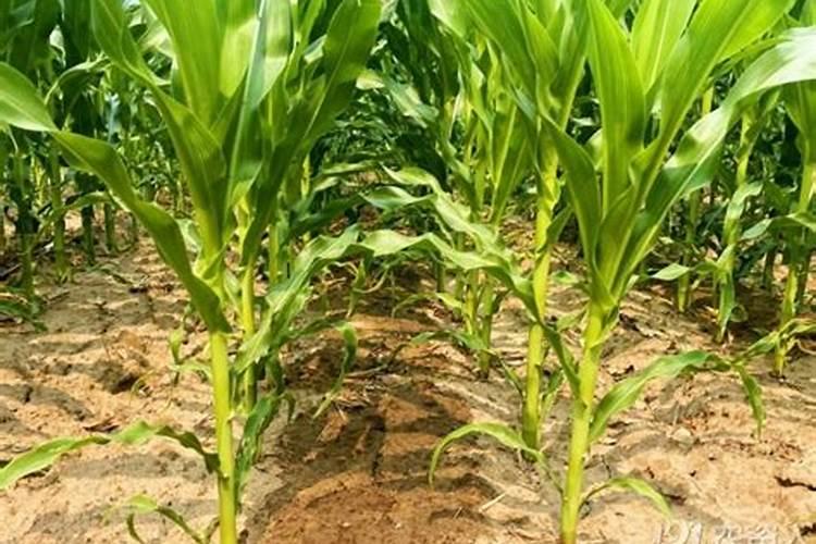 玉米苗后除草加锌肥可以吗？