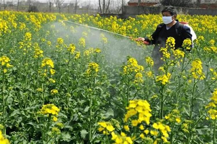 盆栽石榴用什么肥料最好