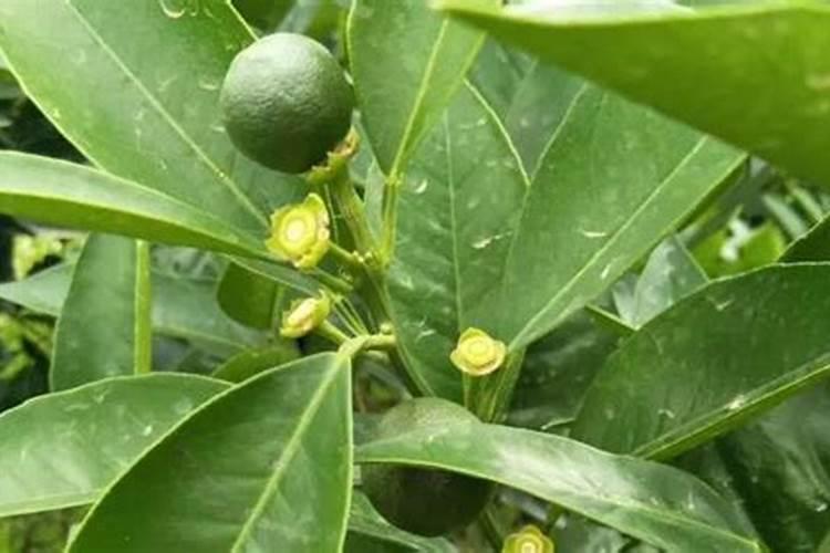 怎么加速柑橘枝条老熟？