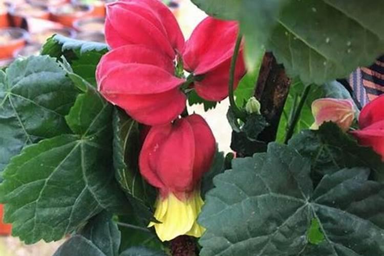 灯笼花一年四季都是开花的吗