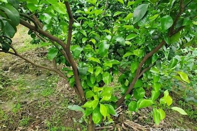 桔树用什么肥料比较好,还有什么时候用比较好