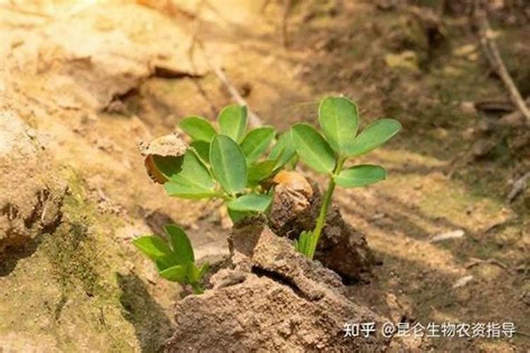 花生叶斑病,根腐病怎么治