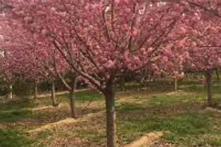 樱花秋季养护的要点