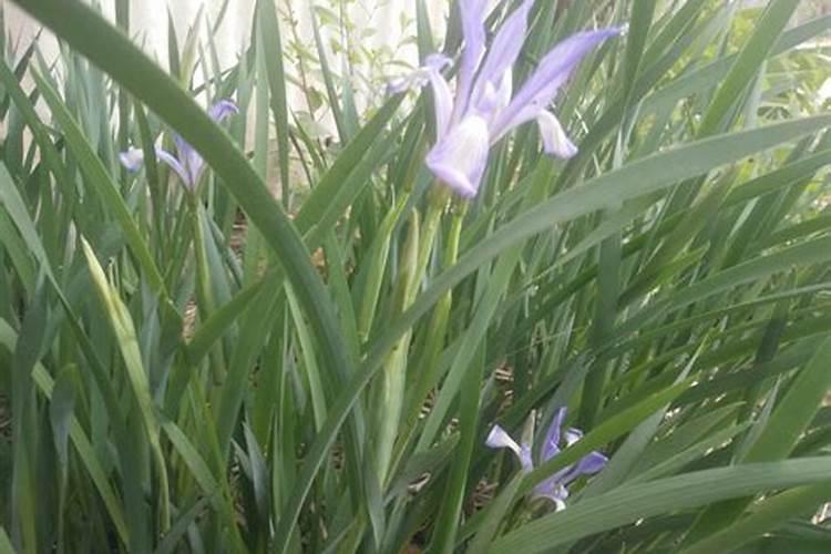 兰草花浇什么肥最好