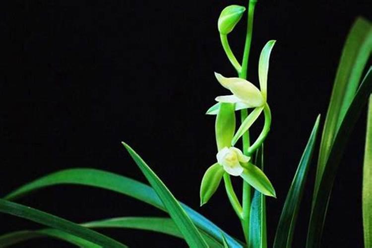 兰草开花后怎么处理