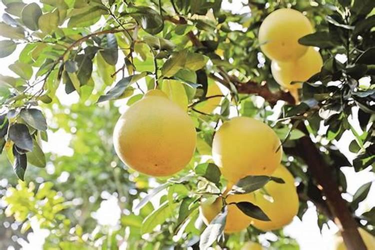 蜜柚保果920怎么用需要多少水稀释,能全树喷潵920吗