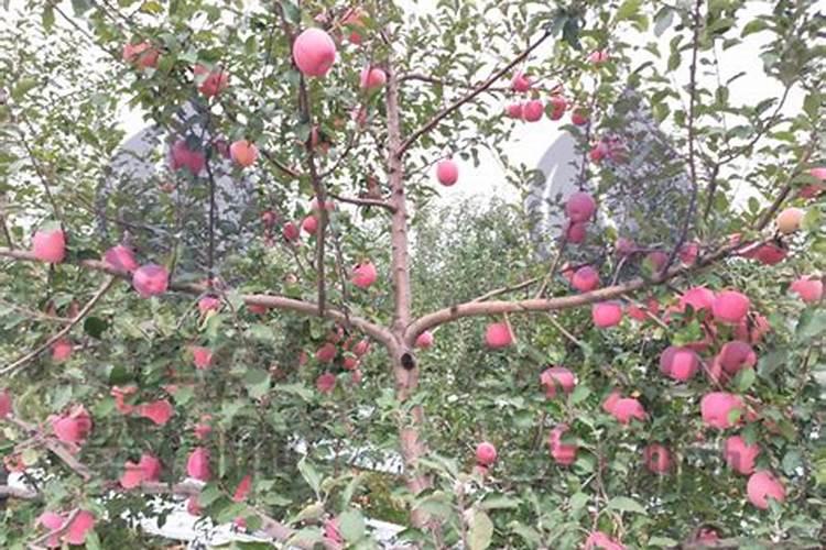 钙肥对农作物有哪些作用？为何果树还会出现烂果？