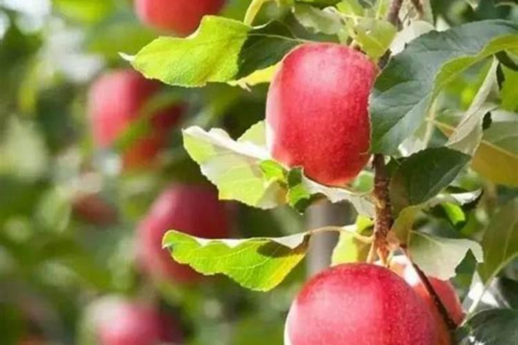 苹果园是土壤补钙好还是叶片喷钙好？