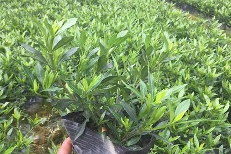 水栀子的培育方法和注意事项