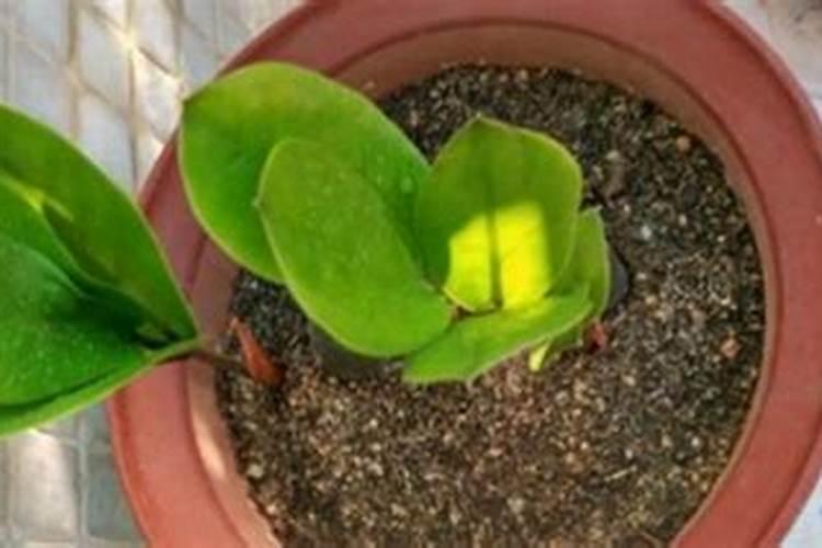 金钱树快速生根方法,摘枝消毒控温生根