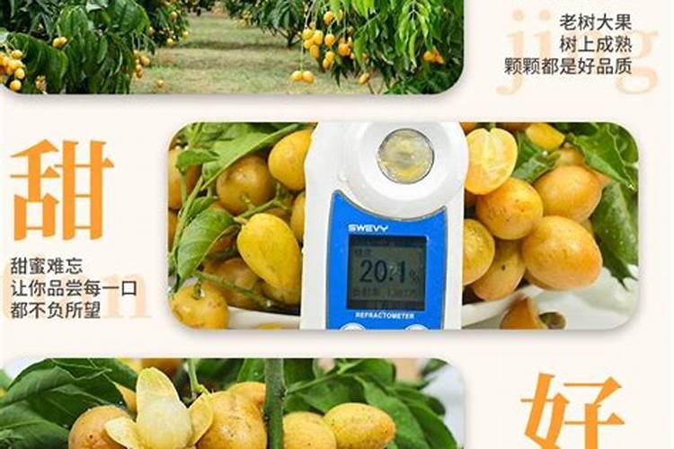 黄皮果怎么施肥 疏花疏果时需要注意什么