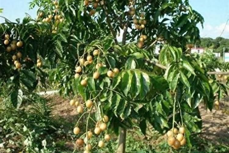 黄皮最好的肥料是什么？