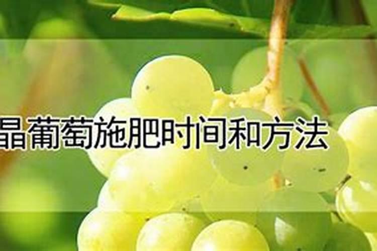 白水晶葡萄什么时候,施高钾肥最好