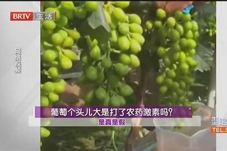 水晶葡萄不上色怎么办