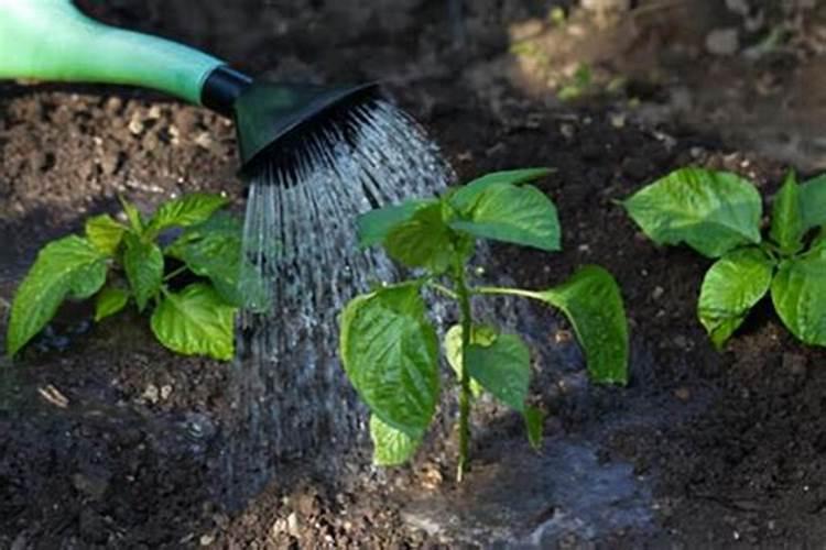 辣椒开花了要怎样浇水施肥