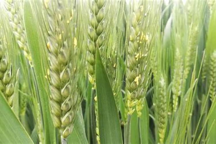 尿素打叶面肥有好处吗用量多少