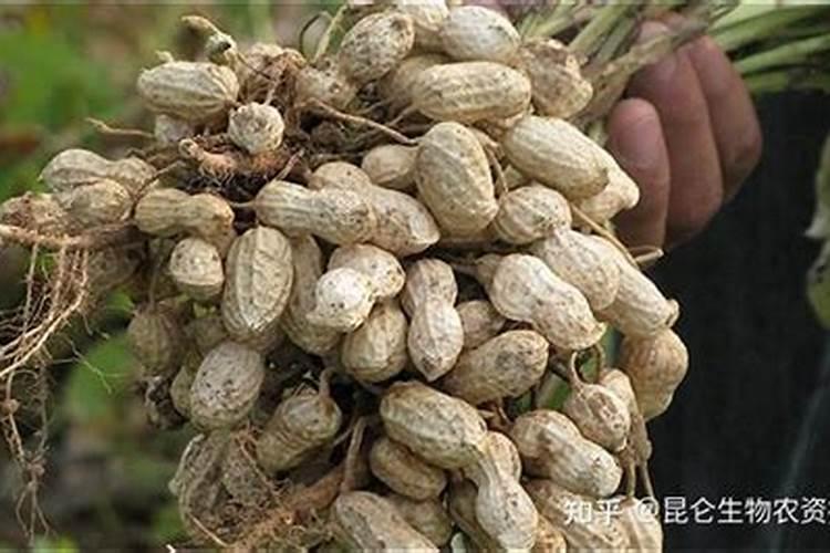 花生根长白毛烂根怎么治？