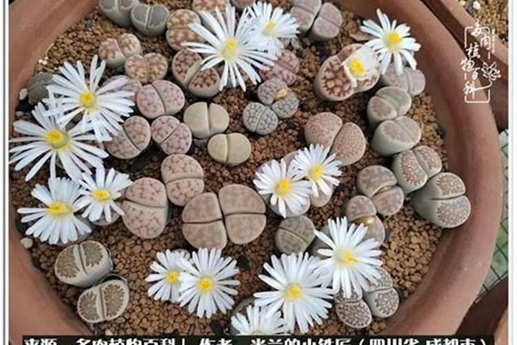 生石花怎样养殖,才能分出多头