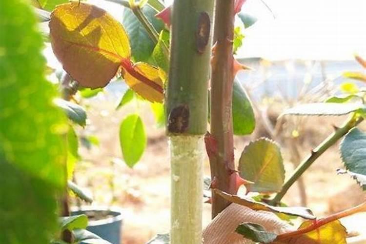 核桃树最好什么时候环剥 核桃环剥的注意事项