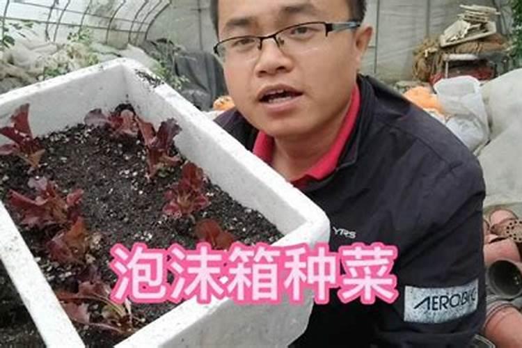 生姜不用买,自己在家种,用一个泡沫箱,就能种出生姜几十斤