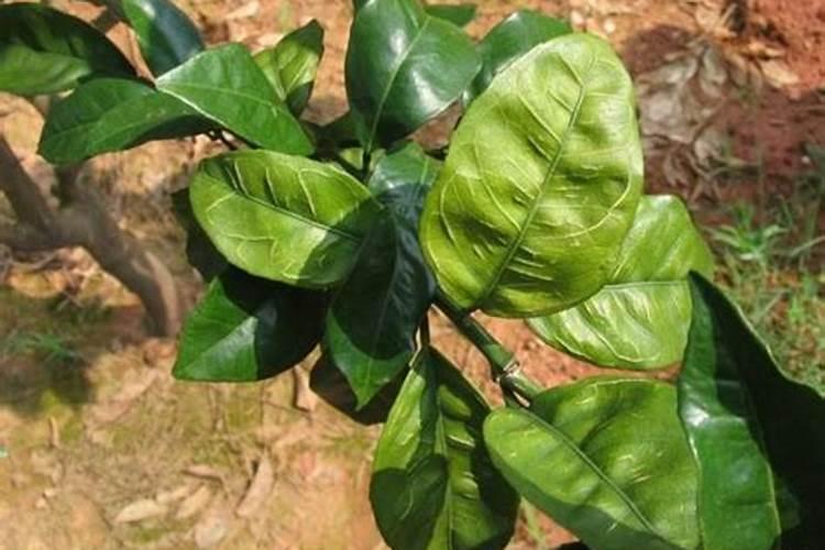 脐橙烂叶子是什么原因。