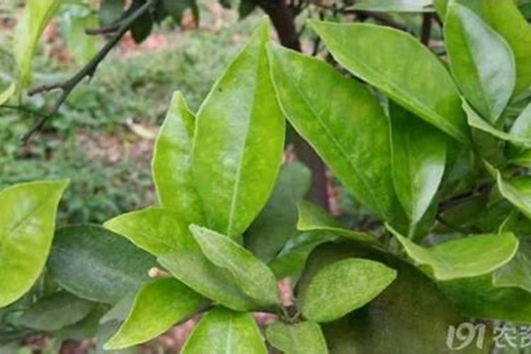 脐橙油胞下陷多,每年转色后就出现 是缺硼吗？