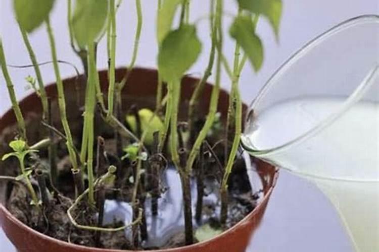 硫酸钾复合肥有什么用 硫酸钾复合肥适用作物