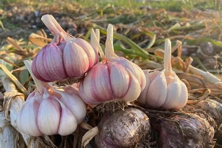 种蒜用什么肥料最好长的大