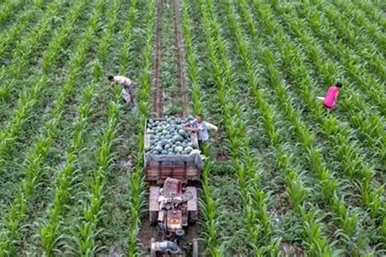 打瓜怎么施肥 打瓜如何施肥