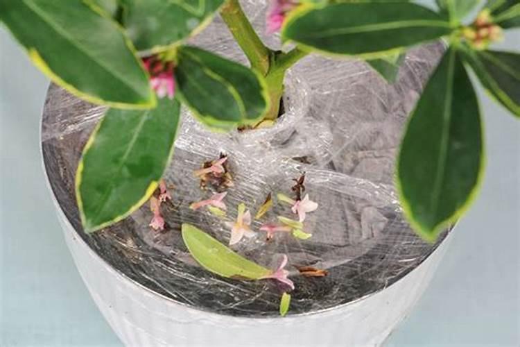 瑞香施什么肥料