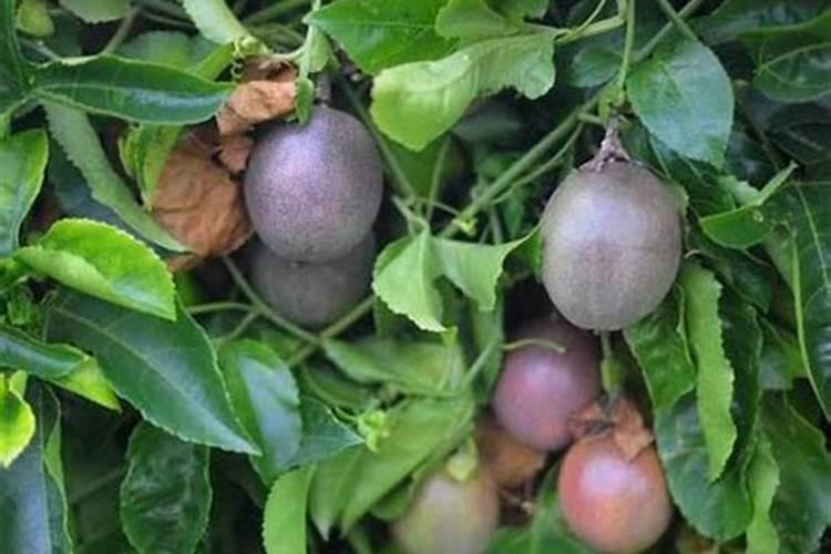 黄瓜什么时候浇水施肥