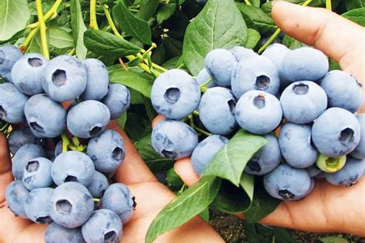 请问蓝莓用什么肥料最好