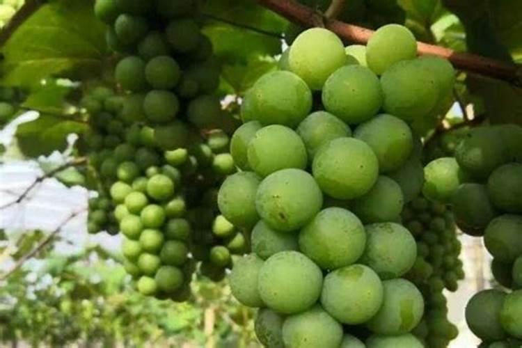 甘肃嘉施宝生物有机复合肥制造有限公司怎么样？