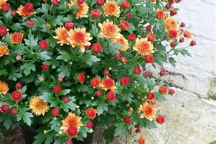 乒乓菊的繁殖方法和注意事项有哪些？