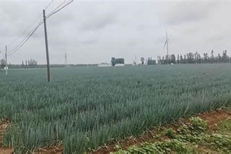 大葱施肥时间及方法